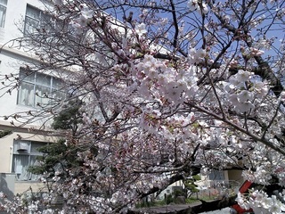 校庭の桜201501mini.jpg