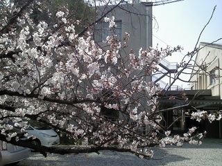 校庭の桜201502mini.jpg