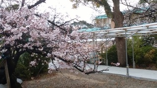 IMG_20170407_080242mini.jpg